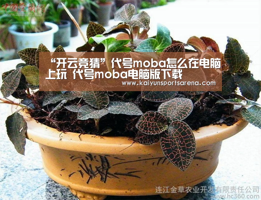 开云竞猜