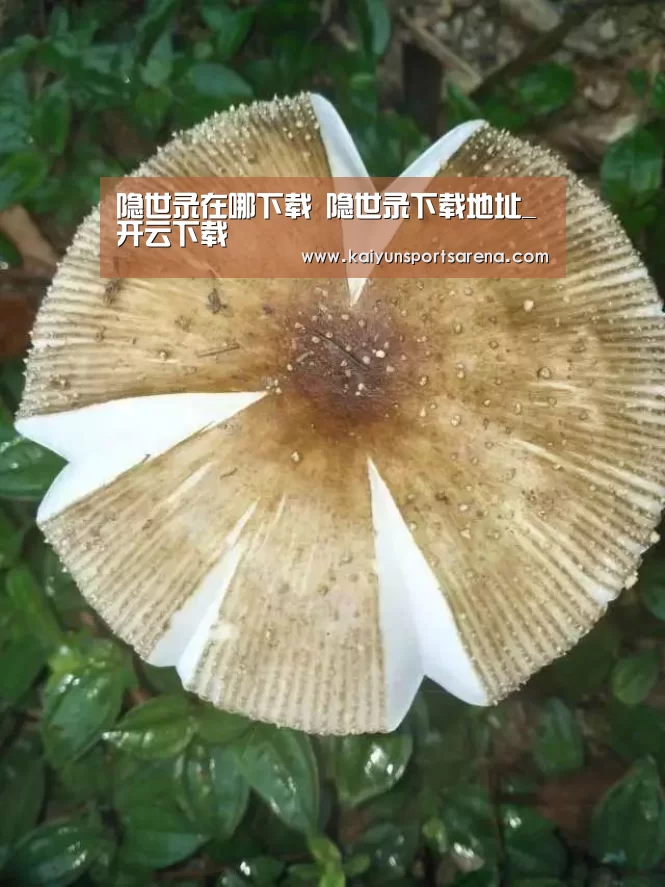 隐世录在哪下载 隐世录下载地址_开云下载(图1) 开云竞猜