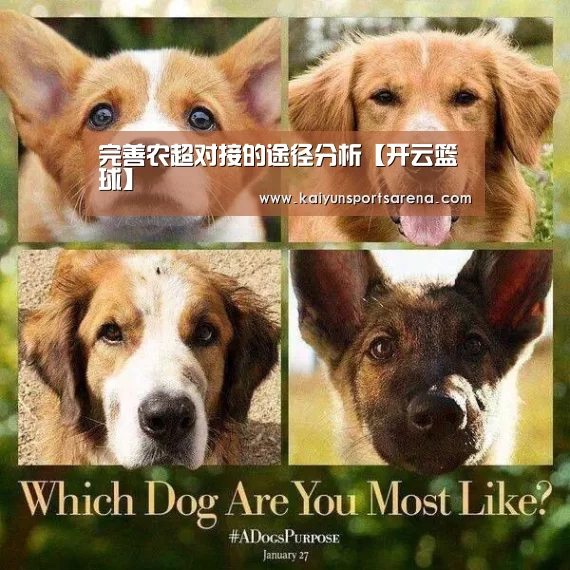 完善农超对接的途径分析【开云篮球】(图2) 开云竞猜