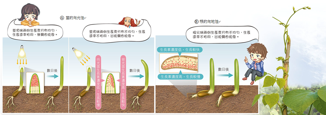 开云篮球_CF手游楼兰杖刀怎么得 楼兰杖刀武器介绍